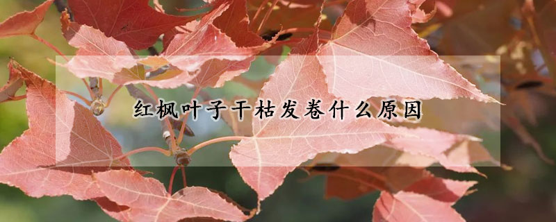 紅楓葉子幹枯發卷什麼原因