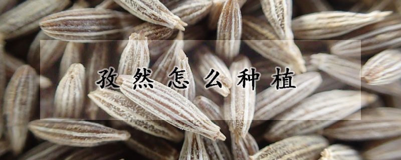 孜然怎麼種植