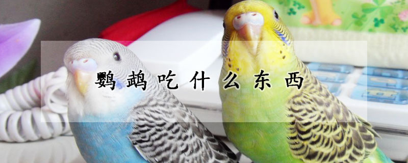 鸚鵡吃什麼東西