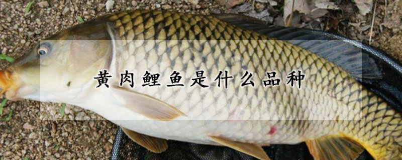 黃肉鯉魚是什麼品種