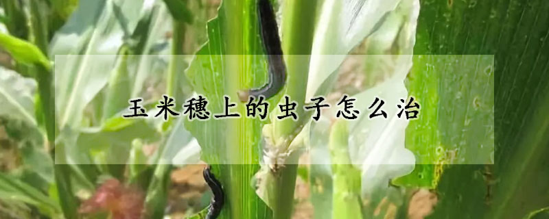 玉米穗上的蟲子怎麼治