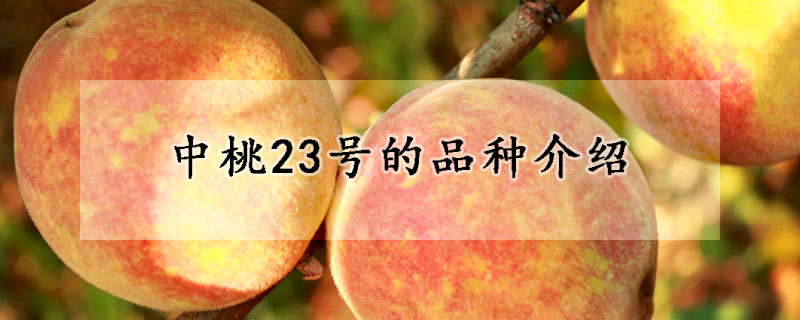 中桃23號的品種介紹