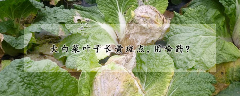 大白菜葉子長黃斑點,用啥藥?