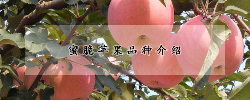 蜜脆蘋果品種介紹