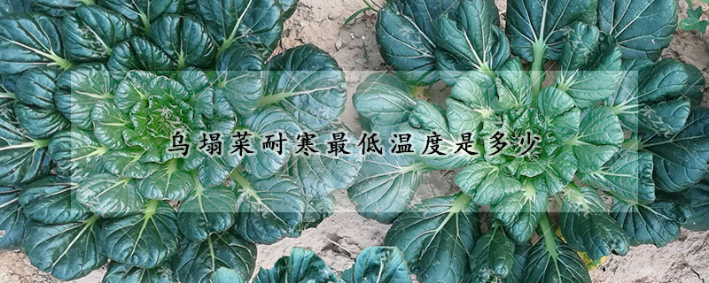 烏塌菜耐寒最低溫度是多少