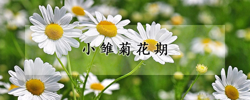 小雛菊花期