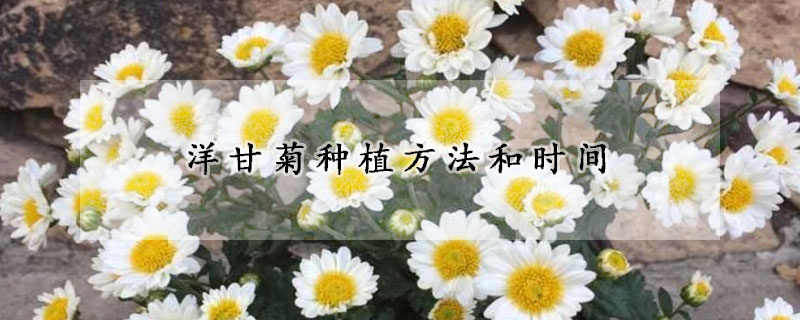 洋甘菊種植方法和時間