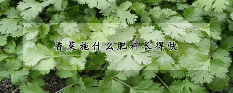 香菜施什麼肥料長得快