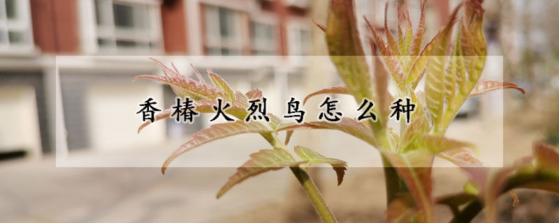 香椿火烈鳥怎麼種