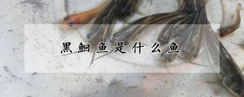 黑鮰魚是什麼魚