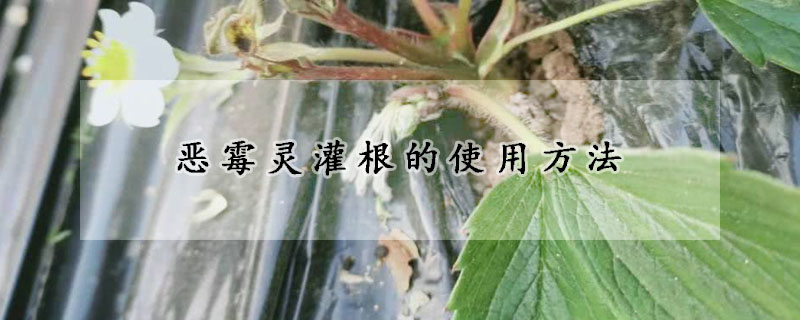 惡黴靈灌根的使用方法