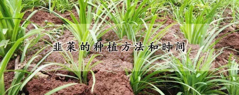 韭菜的種植方法和時間