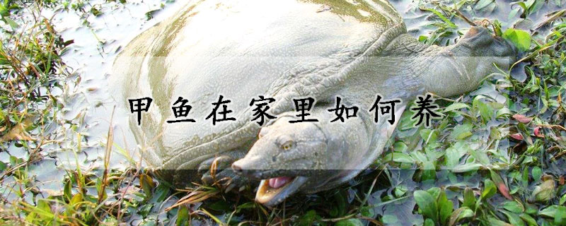 甲魚在家裏如何養