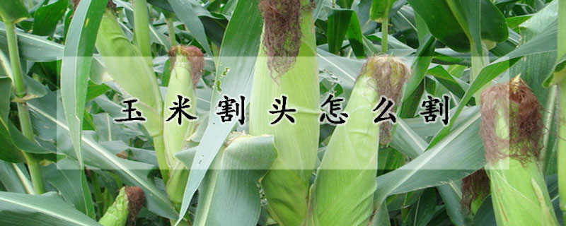 玉米割頭怎麼割