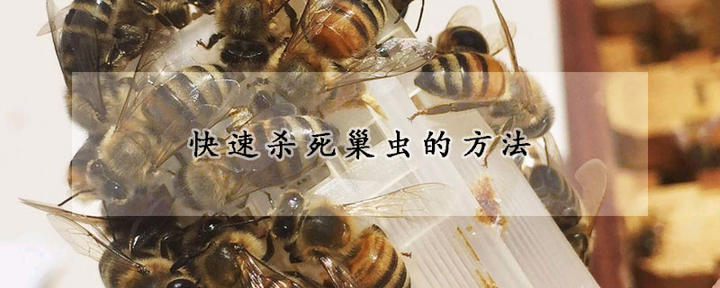 快速殺死巢蟲的方法