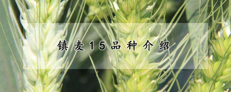 鎮麥15品種介紹