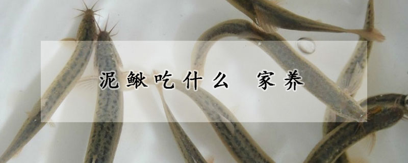 泥鰍吃什麼 家養