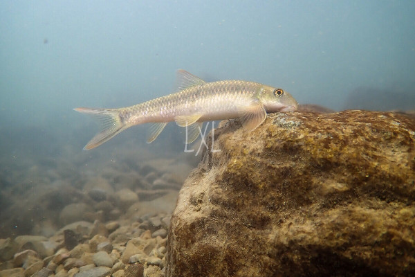 雲南盤鮈魚多少錢一斤 雲南盤鮈魚價格80元/斤