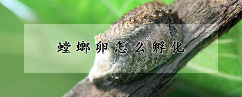 螳螂卵怎麼孵化