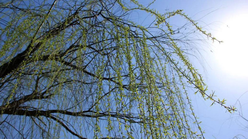 柳樹枝怎麼做生根水