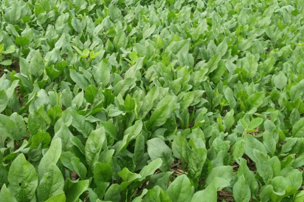 菠菜怎麼種植方法視頻