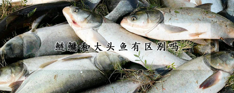 鰱鱅和大頭魚有區別嗎