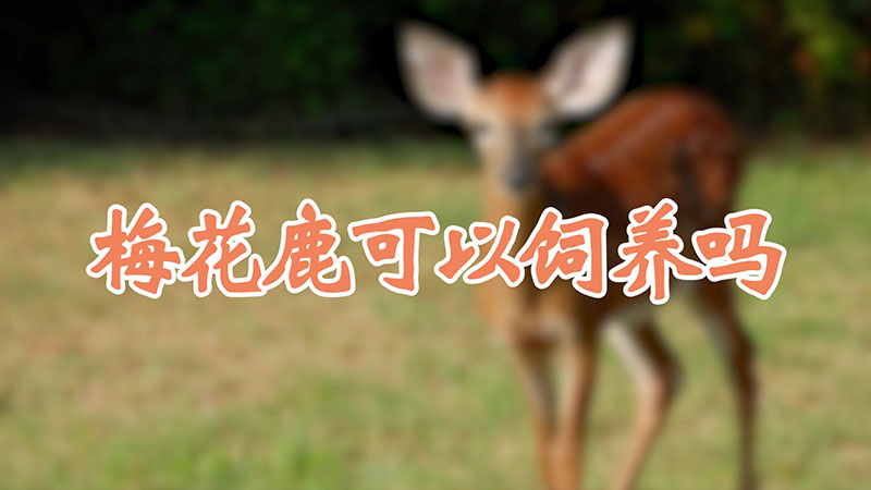 梅花鹿可以飼養嗎