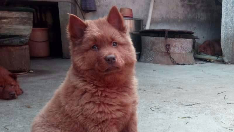 黃鼠狼吃雞怎麼辦