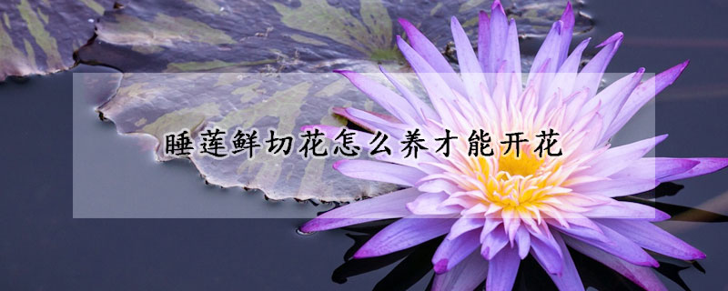 睡蓮鮮切花怎麼養才能開花