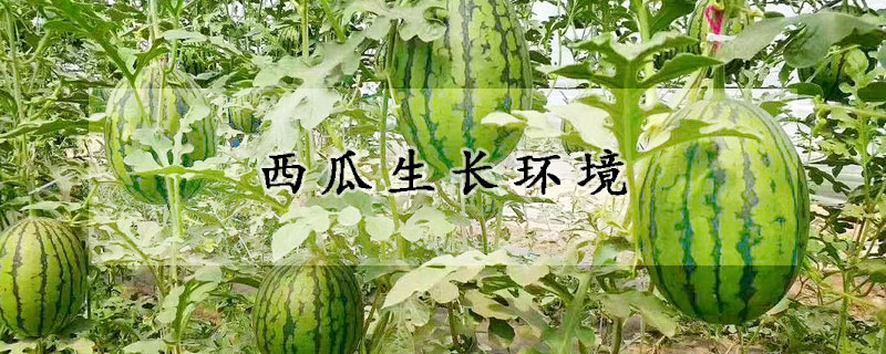 西瓜生長環境