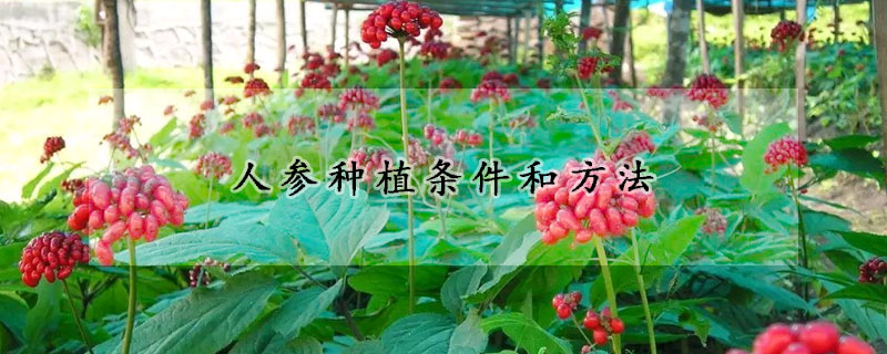 人參種植條件和方法