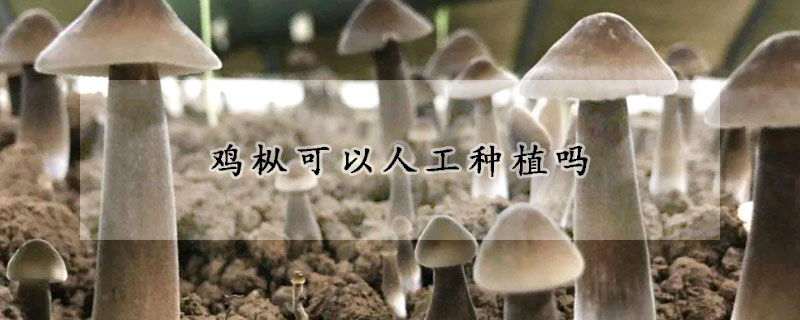 雞樅可以人工種植嗎