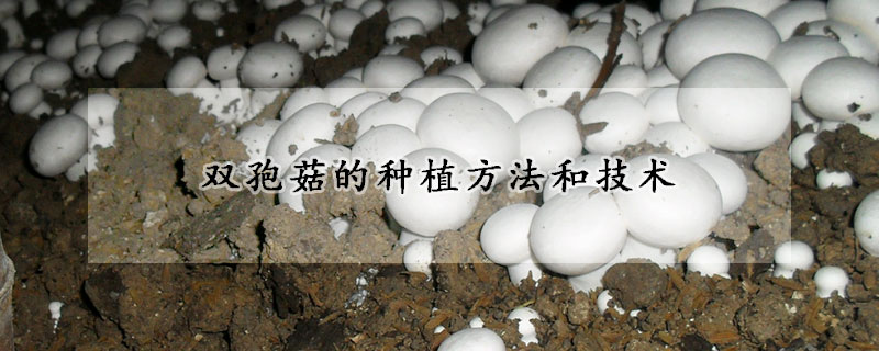 雙孢菇的種植方法和技術