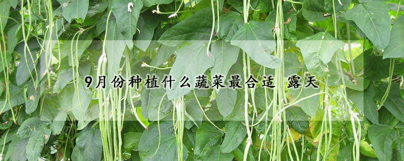 9月份種植什麼蔬菜最合適 露天