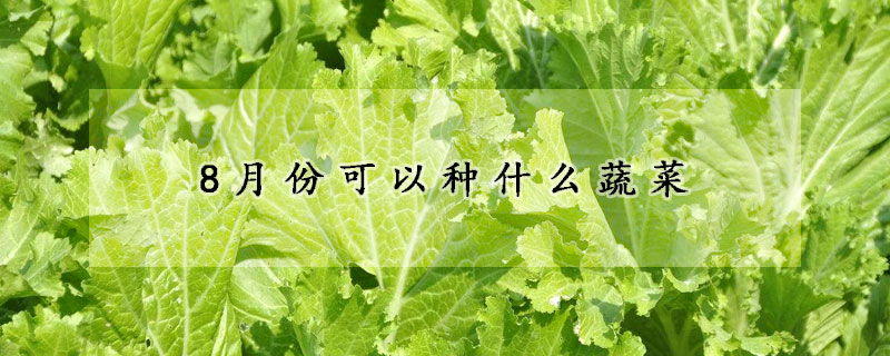 8月份可以種什麼蔬菜