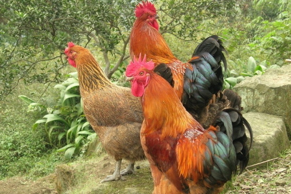 雞的飼養方法