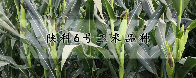 陝科6號玉米品種