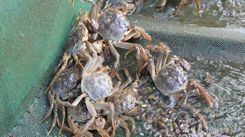 大螃蟹怎麼養殖方法在家裏