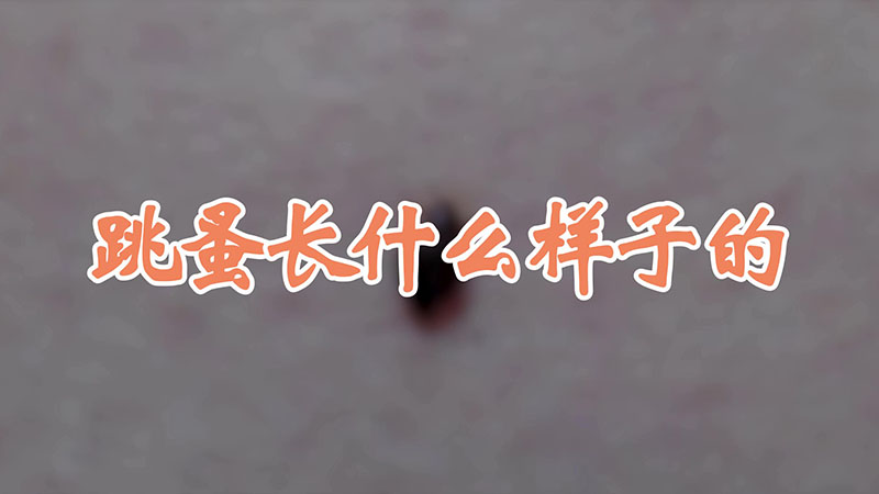 跳蚤長什麼樣子的