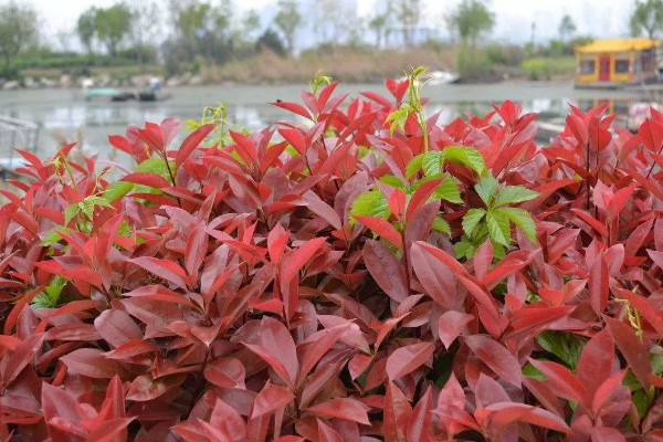 路邊常見100種植物 路邊綠植種類