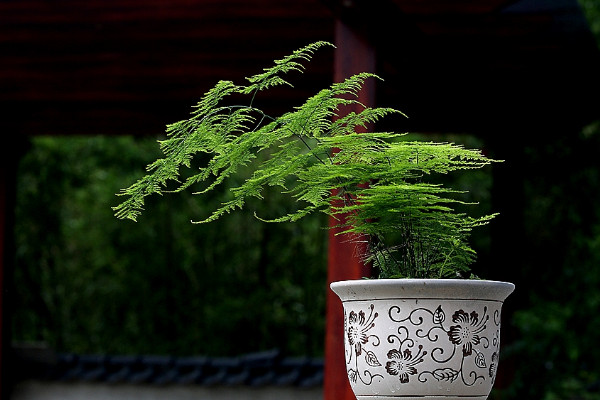 臥室宜擺放什麼植物 臥室應該放什麼植物