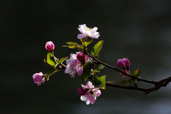 院子裏種什麼花風水好 庭院裏種什麼花風水好