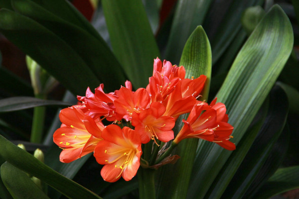 院子裏種什麼花風水好 庭院裏種什麼花風水好