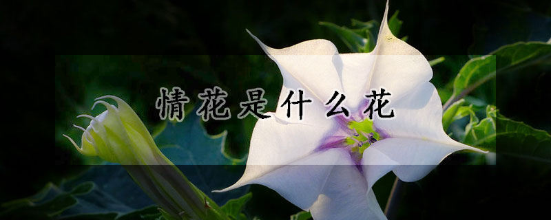 情花是什麼花