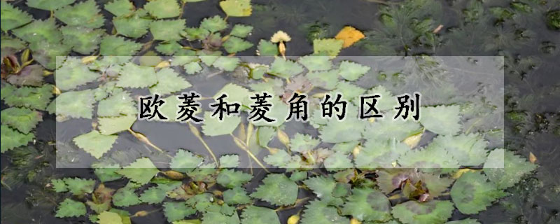 歐菱和菱角的區別