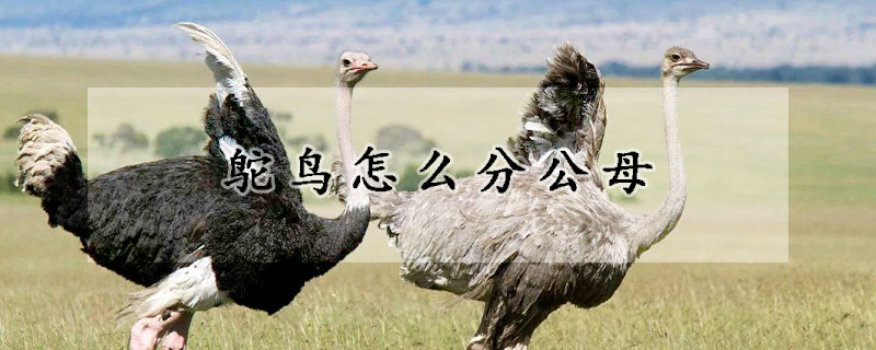 鴕鳥怎麼分公母