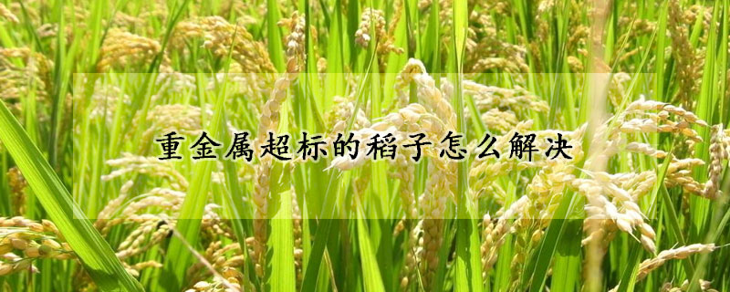 重金屬超標的稻子怎麼解決