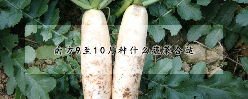 南方9至10月種什麼蔬菜合適