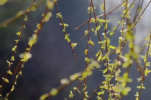 柳樹靠什麼傳播種子的