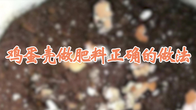 雞蛋殼做肥料正確的做法